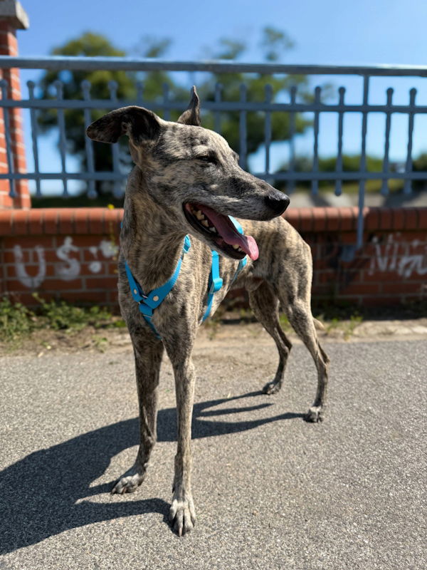 Protiúnikové obojky hexaline modré M (Whippet)