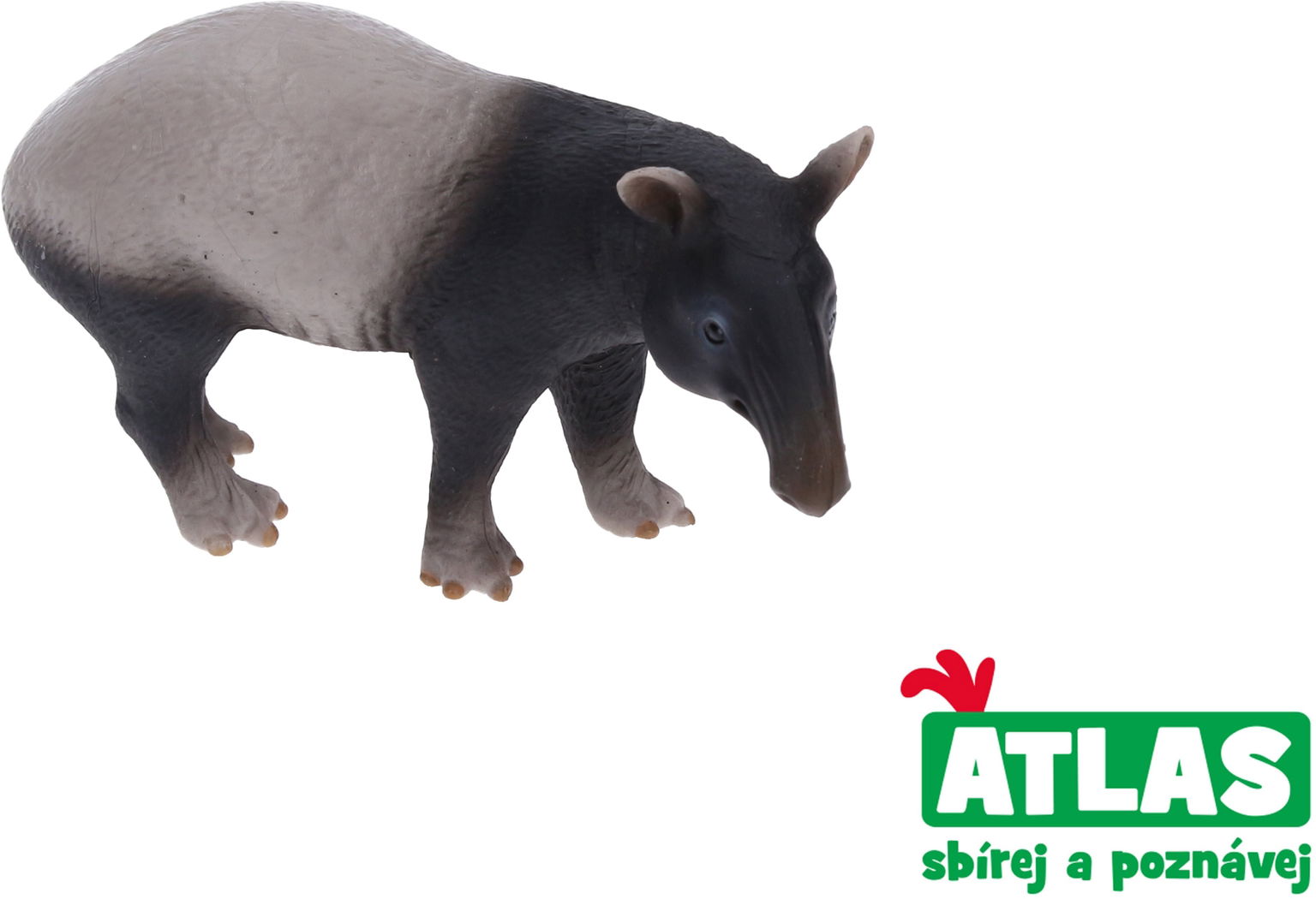 Atlas Tapír