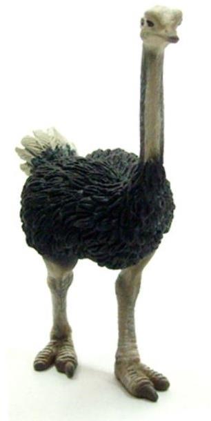 Collecta pštros dvojprstý