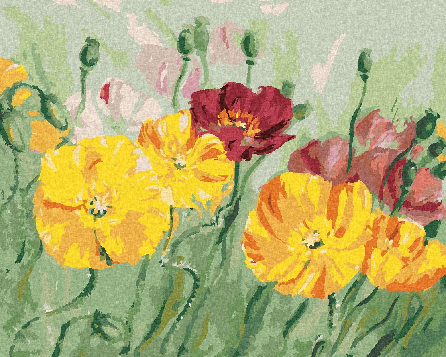 Zuty – Maľovanie Podľa Čísel – Farebný Vlčí Mak, 40 × 50 cm, Plátno + Rám