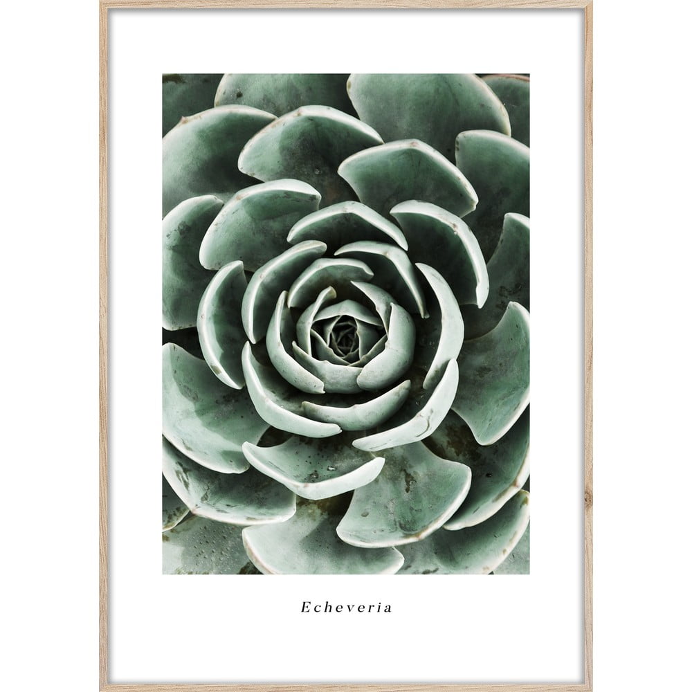 Obraz 50x70 cm Echeveria – Styler