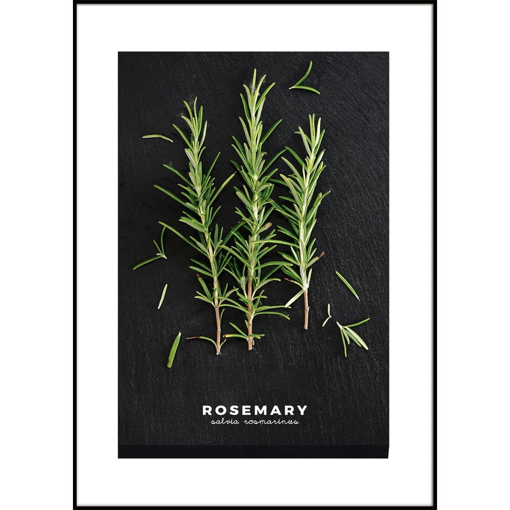 Obraz 50x70 cm Rosemary – Styler