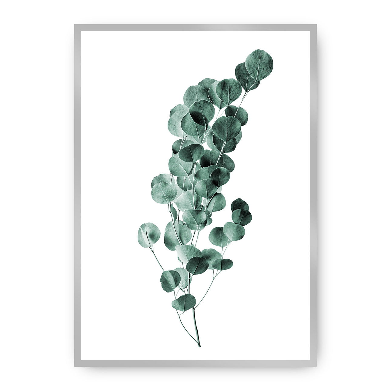 Plagát Eucalyptus Emerald Green