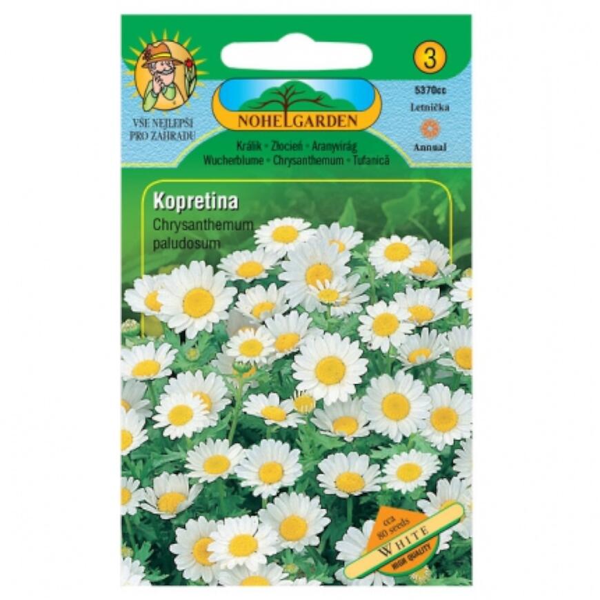 Margarétka balkónová  biela